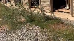 BARINAKTA KÖPEK KATLİAMI İDDİASI