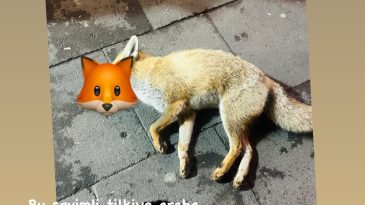 O CANİ YAKALANMALI !