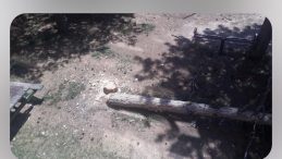 30 YILLIK ÇAM AĞACINI KESTİ