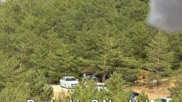 ÇAM AĞAÇLARI NEREDE?