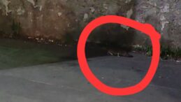 FARELER EKMEKLERİN ÜZERİNDE DOLAŞIYOR