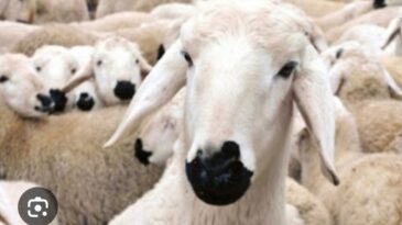 KURBAN BAYRAMI ÖNCESİNDE UYARI