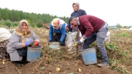 C.Ü DE PATATES DÖNEMİ …
