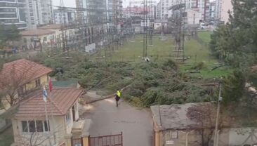 KESİLEN SADECE AĞAÇ DEĞİL…