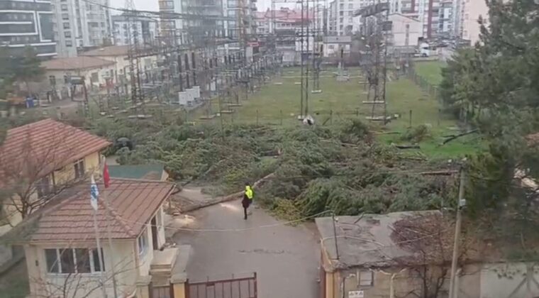 KESİLEN SADECE AĞAÇ DEĞİL…