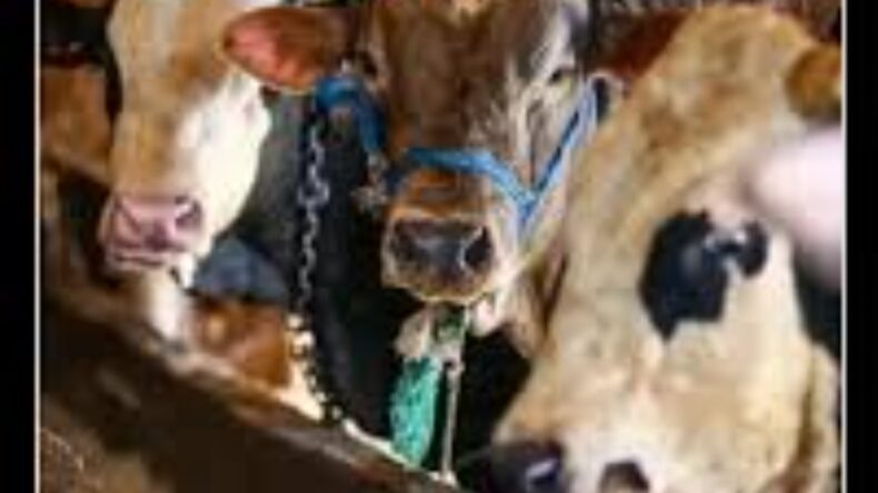 SANAL KURBANLIK, GERÇEK MAĞDURİYET